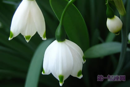 2月2生日花：雪花莲，生日花语欢喜