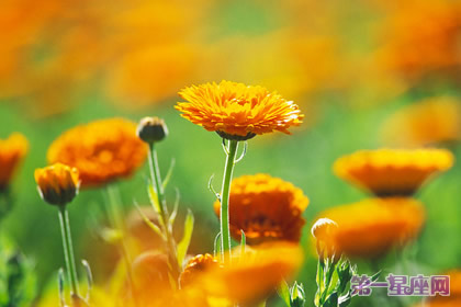 花语：金盏花，生日花语忍耐