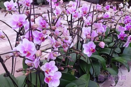 迷你蝴蝶兰：快乐天使、风华正茂