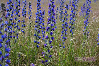 6月26日花语:蓝蓟,生日花语老天保佑