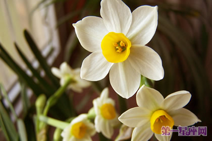 花语:水仙,生日花语长寿