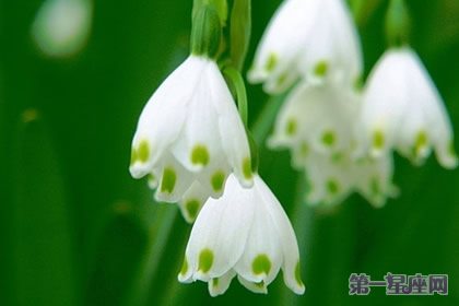 12月29日花语:白色石南,生日花语持久