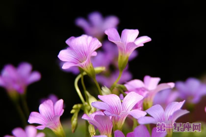 11月21日花语:酢酱草,生日花语辛辣