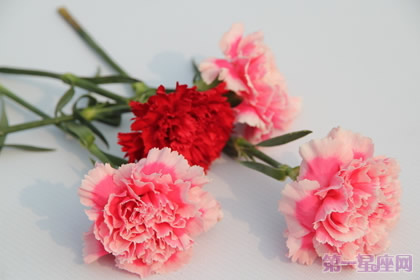 66朵康乃馨代表什么含义