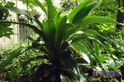 铁树花语