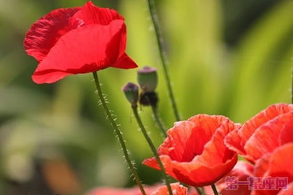罂粟花花语：是魔鬼还是天使？