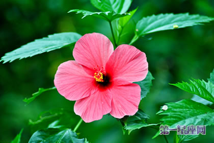 花语大全:扶桑花花语及含义