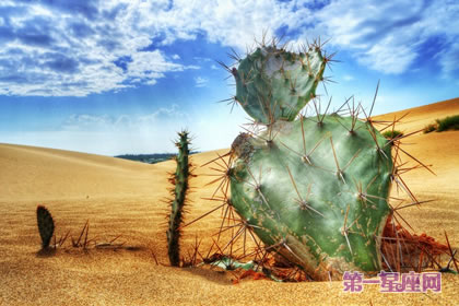 仙人掌花语和象征代表意义