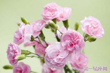 花语大全：各种花语大全带图片