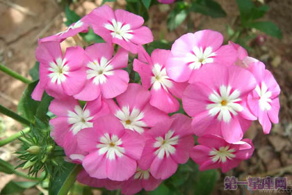 福禄考的花语是什么?