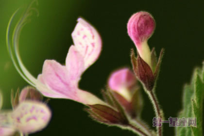 1月20日生日花:野荨麻花,生日花语残酷