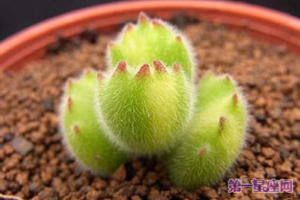 熊童子花语:玲珑优雅、绿色山珍